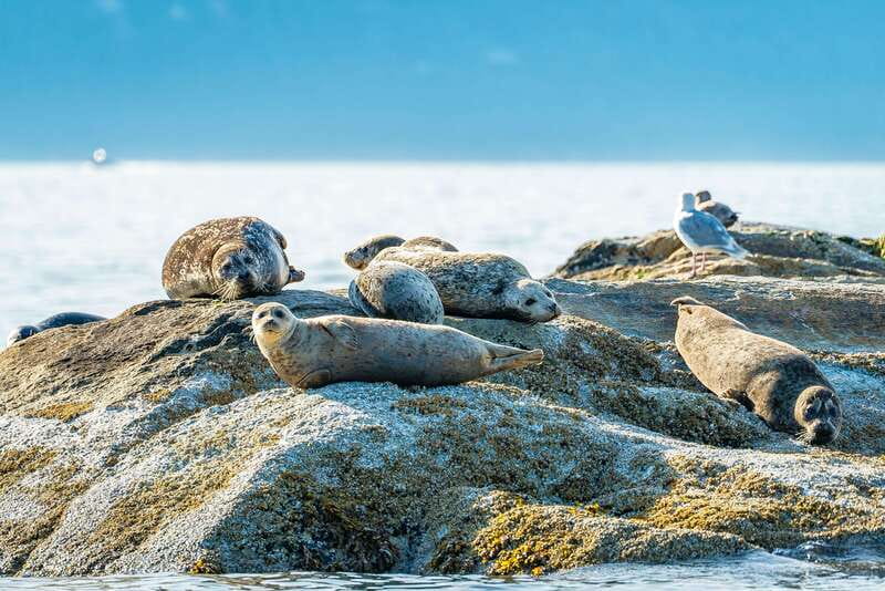 Vancouver: Boat to Bowen Island on UNESCO Howe Sound Fjord - What $138 includes