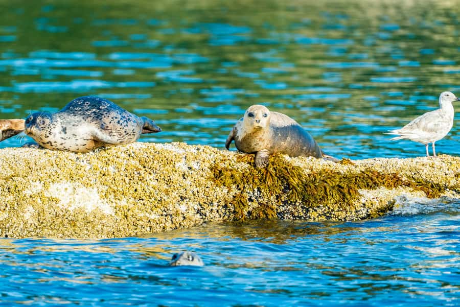 Vancouver: City and Seal Boat Tour - Why the water gives you Vancouver’s best introduction
