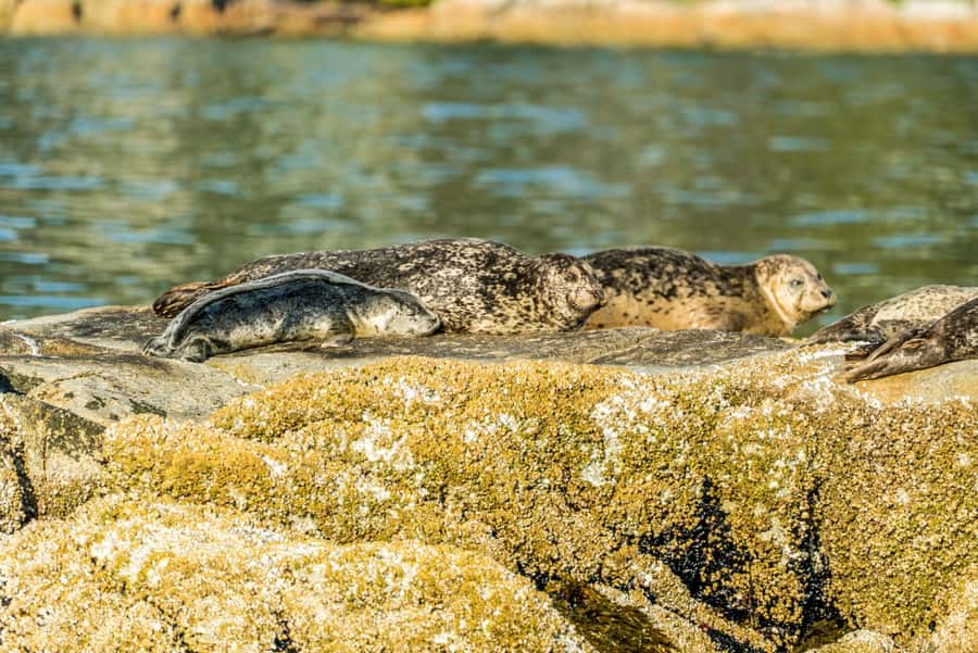 Vancouver: City and Seal Boat Tour - A boat ride with some bite