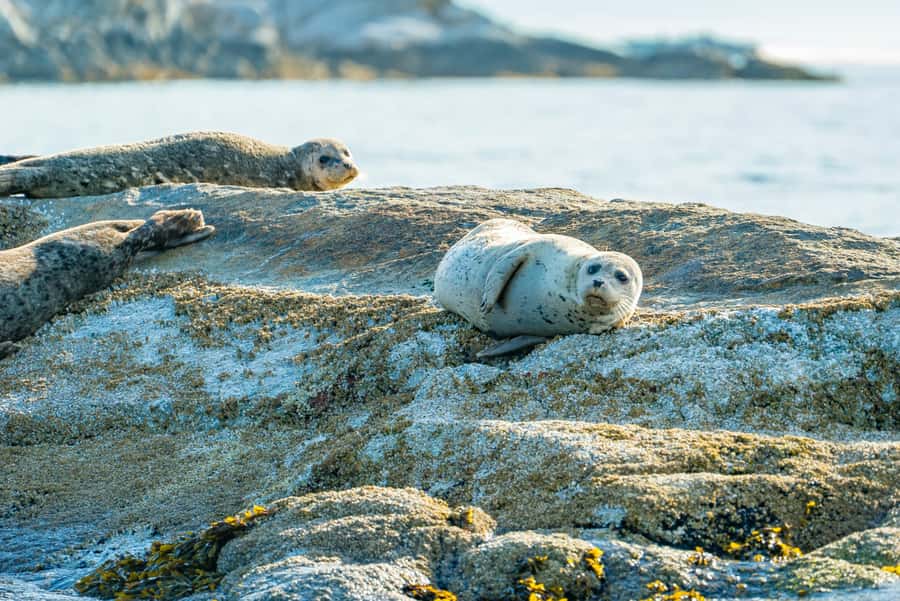 Vancouver: City and Seal Boat Tour - Who will enjoy this tour most