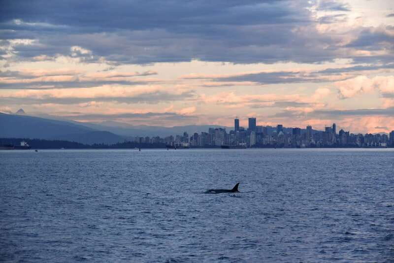Vancouver: Covered Whale Watching Adventure with Free Photos - Searching for whales, then following the action