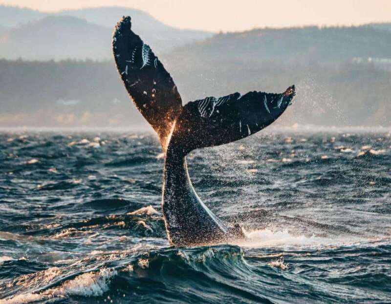 Vancouver: Covered Whale Watching Adventure with Free Photos - Gulf Islands, San Juan Islands, and Howe Sound views