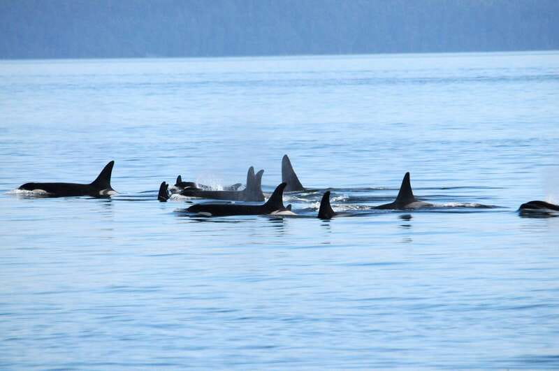 Orca surfacing in the Strait of Georgia off Vancouver