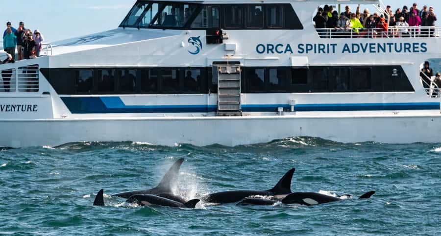 Vancouver: Day Trip to Victoria Seaplane with Whale Watching - The return flight to Vancouver