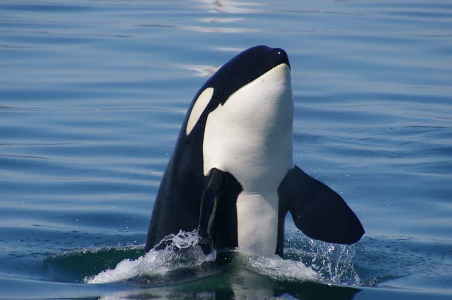 Vancouver: Day Trip to Victoria Seaplane with Whale Watching - Victoria’s Inner Harbour and the changeover