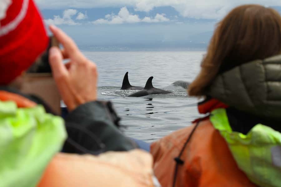 Vancouver: Day Trip to Victoria Seaplane with Whale Watching - Three hours searching for whales