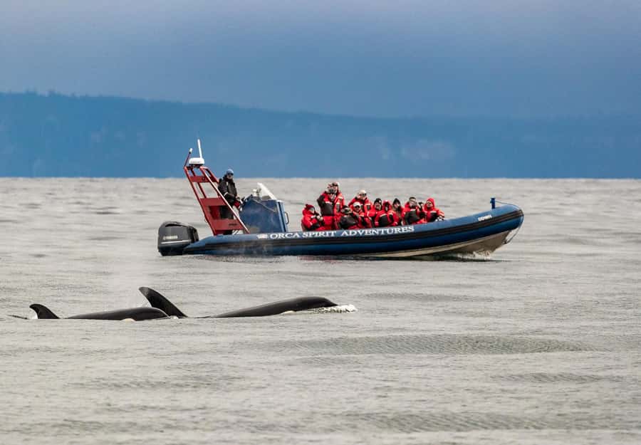 Vancouver: Day Trip to Victoria Seaplane with Whale Watching - Zodiac or covered boat?