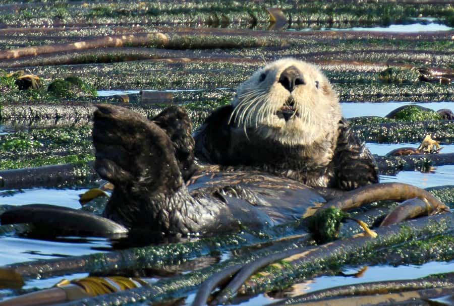 Vancouver: Day Trip to Victoria Seaplane with Whale Watching - The guides make the wildlife easier to understand
