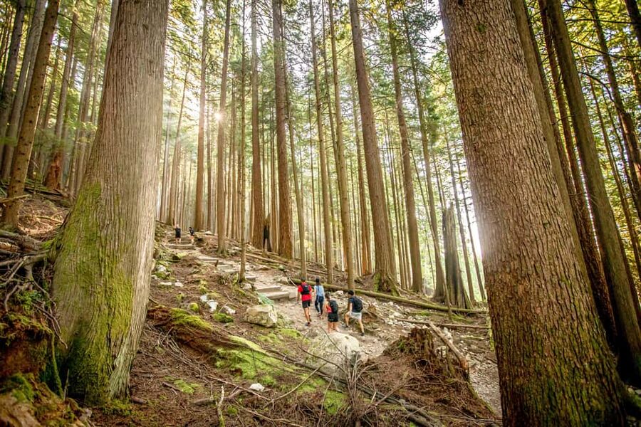 Vancouver: Guided Hiking Highlights at Grouse & Lynn Canyon - Grouse Mountain attractions after the climb