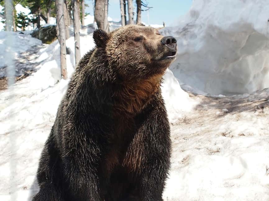 Vancouver: Guided Hiking Highlights at Grouse & Lynn Canyon - Is $130 a fair price?