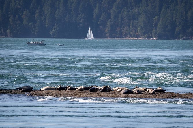 Vancouver Half-Day Whale Watching Adventure with Free Photos - Free photos change how you experience the trip