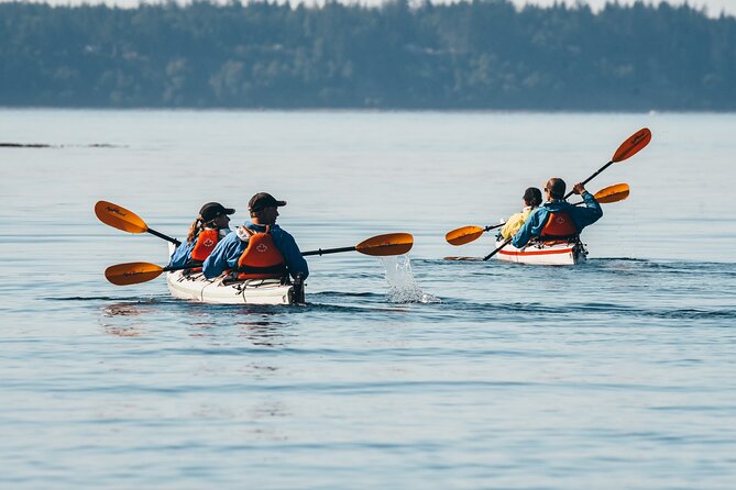 Vancouver Island: Full-Day Kayak Tour from Telegraph Cove - Eagles overhead and mountains all around