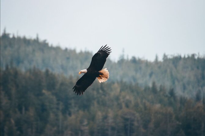 Vancouver Island: Full-Day Kayak Tour from Telegraph Cove - Who should book this Telegraph Cove kayak tour?
