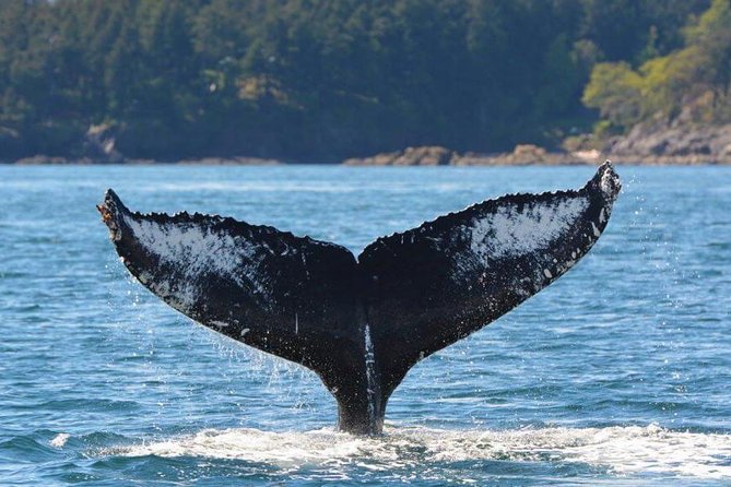 Vancouver Island Half-Day Whale Watching Tour - Telegraph Cove - Key points to know before you go