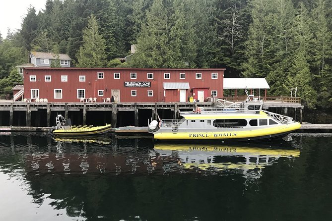 Vancouver Island Half-Day Whale Watching Tour - Telegraph Cove - The guides turn sightings into understanding
