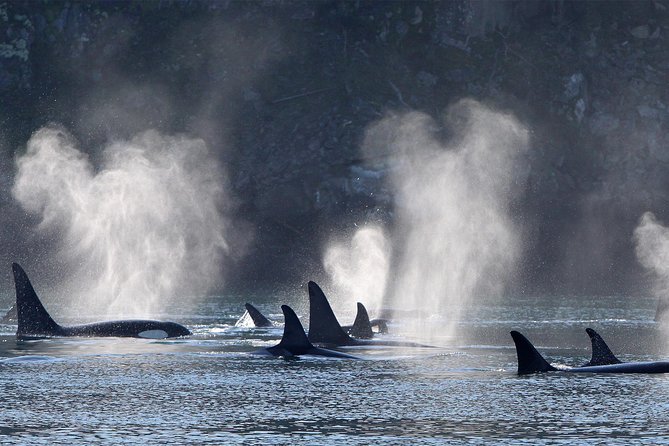Vancouver Island Half-Day Whale Watching Tour - Telegraph Cove - Practical preparation for a comfortable three hours
