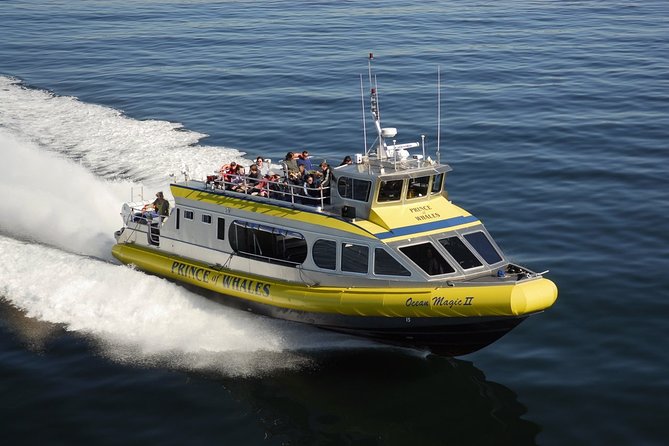 Vancouver Island Half-Day Whale Watching Tour - Telegraph Cove - Searching for orcas, humpbacks, and more