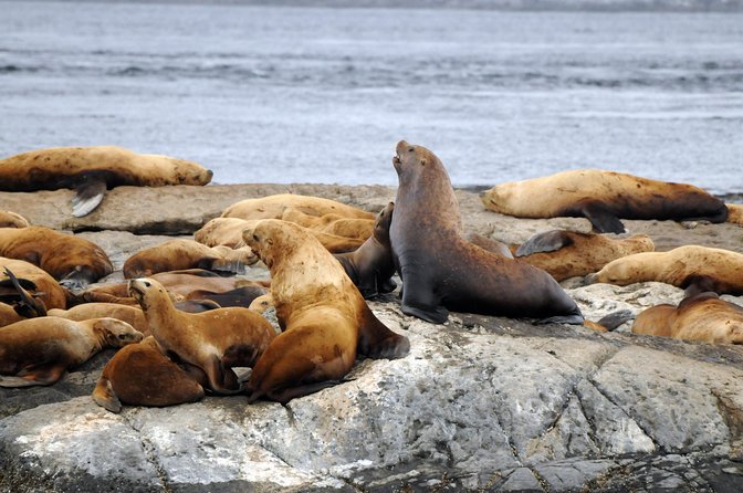 Vancouver Island Zodiac Whale Watching Adventure - Telegraph Cove - Three hours in Johnstone Strait