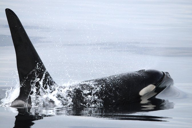 Vancouver Island Zodiac Whale Watching Adventure - Telegraph Cove - Is $169.54 a fair price?