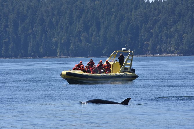 Vancouver Island Zodiac Whale Watching Adventure - Telegraph Cove - Weather, clothing, and practical comfort