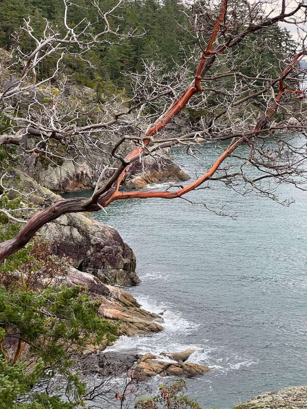 Vancouver: Lighthouse Park Hike - Weather, footwear, and physical demands