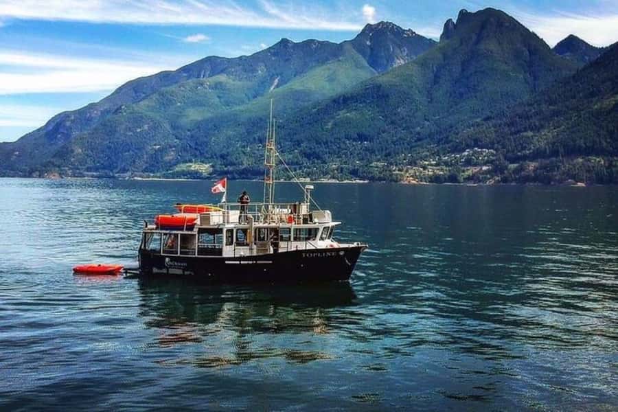 Vancouver: Morning Kayak & Seal Cruise - Watching seals in Howe Sound