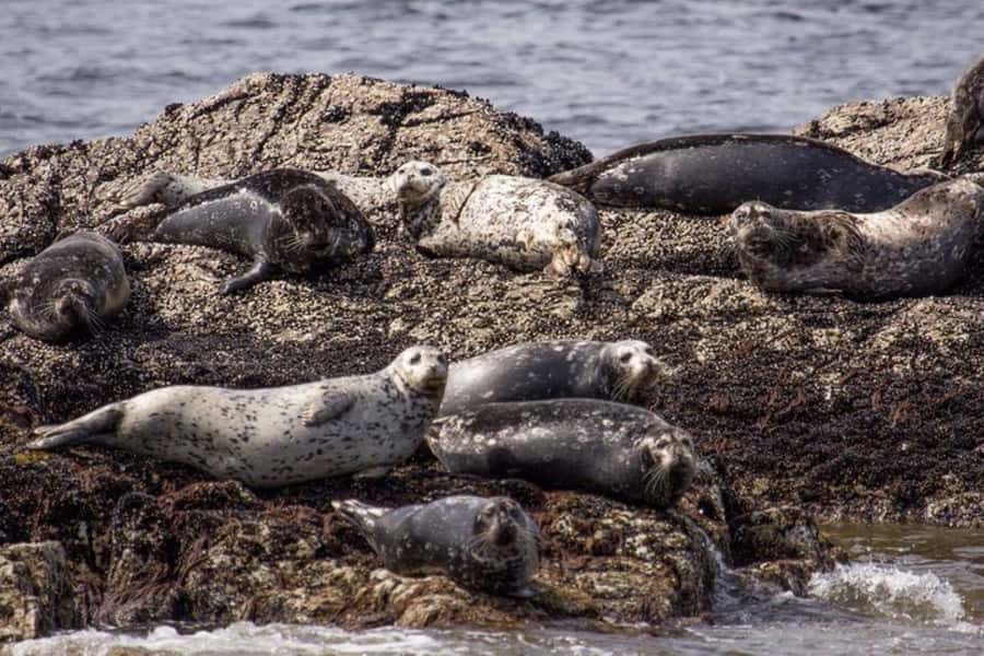 Vancouver: Morning Kayak & Seal Cruise - Paddling beside the island