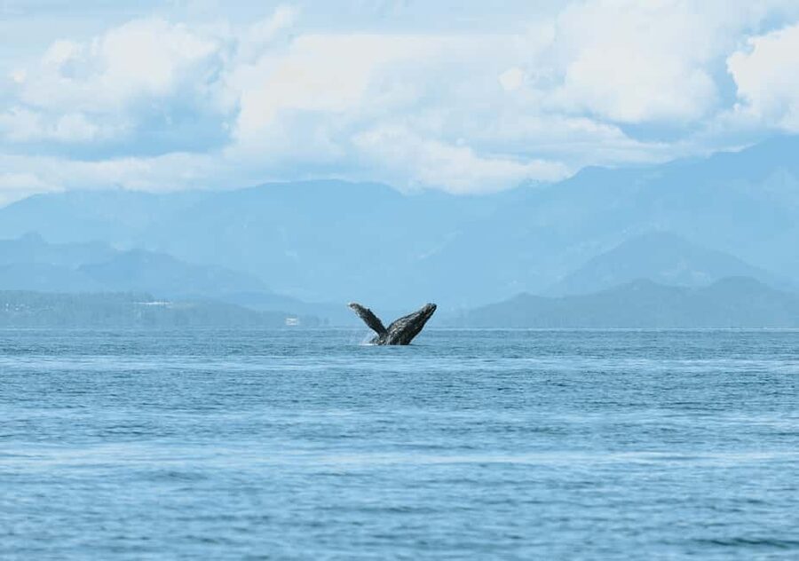 Vancouver: Open-air Whale Watching Tour, Granville Island - Who will enjoy this tour most?