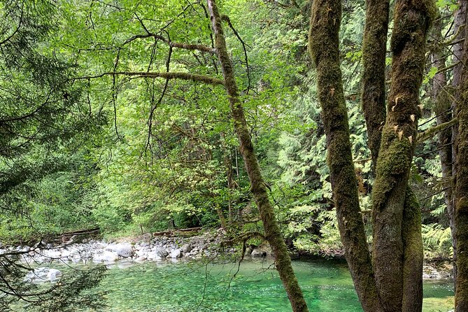 Vancouver Rainforest Hike with Waterfalls, Suspension Bridge, Old Growth Forest - Is the $58.56 price good value?