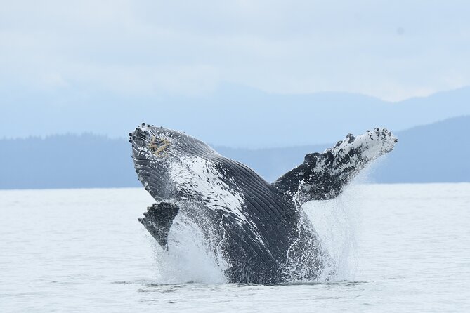 Vancouver's Intimate West Coast Whale Watching Experience - Why This Vancouver Whale Tour Is Worth Your Time