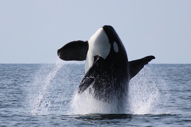 Vancouver's Intimate West Coast Whale Watching Experience - Meeting at Granville Island 45 Minutes Early