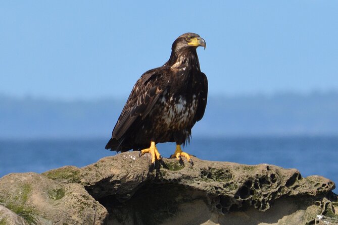 Vancouver's Intimate West Coast Whale Watching Experience - The Wildlife You Might See