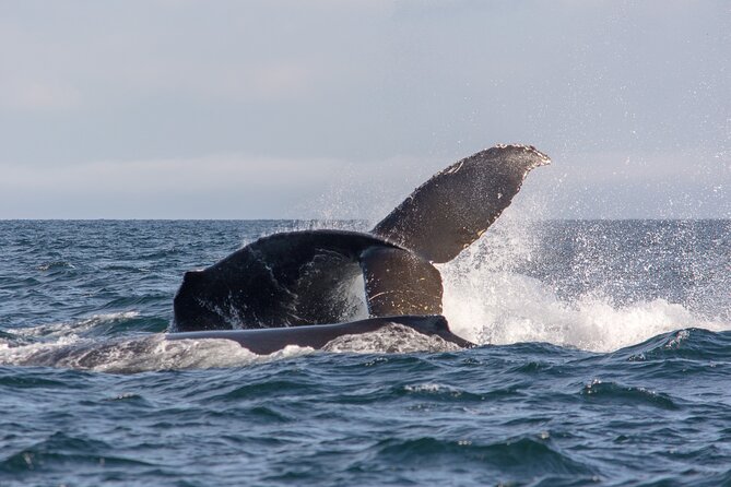 Vancouver's Intimate West Coast Whale Watching Experience - A Trip Built Around Patience and Weather