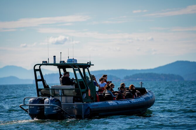 Vancouver's Intimate West Coast Whale Watching Experience - What the Boat Ride Is Really Like