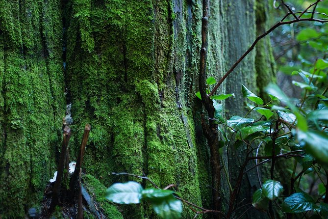 Vancouver Secrets of Stanley Park Walking Tour - A guide-led walk rather than a simple park stroll