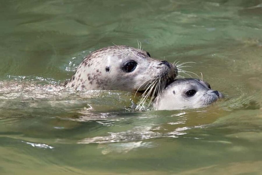 Vancouver: Snorkel, Kayak, and Seal Adventure Boat Tour - From Horseshoe Bay into Howe Sound
