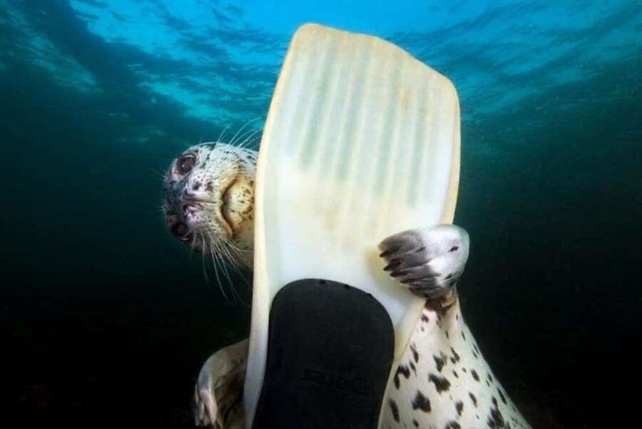 Vancouver: Snorkel, Kayak, and Seal Adventure Boat Tour - What the snorkeling is really like
