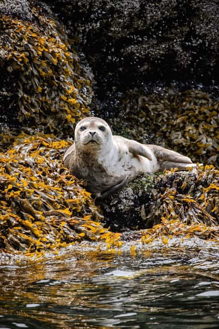 Vancouver: Snorkel, Kayak, and Seal Adventure Boat Tour - Should you book the Sea Dragon seal adventure?