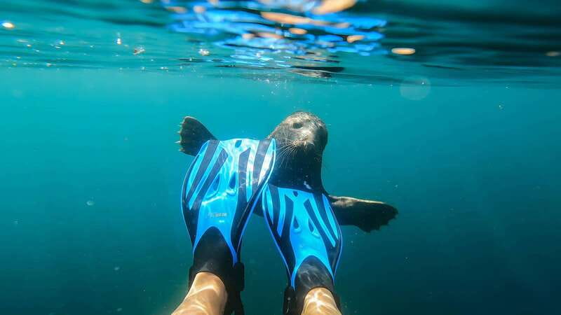 Vancouver: Snorkeling Seals Kayaking Scenic Boat Tour - Is $98 good value?