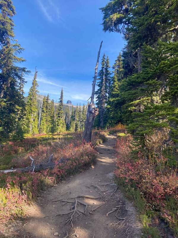 Vancouver/Squamish: Garibaldi Park Panorama Ridge Hike - Who should book this hike?