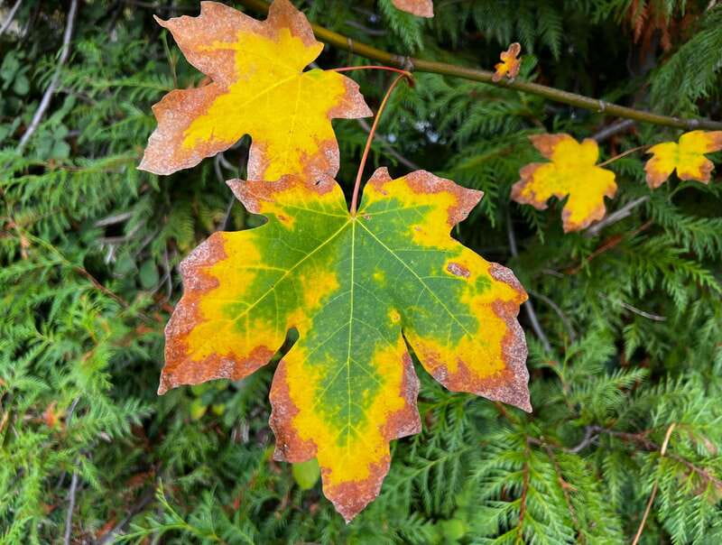 Vancouver: Stanley Park Talking Trees Tour - Clothing, age, and practical comfort