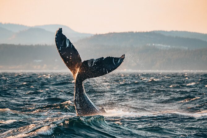 Vancouver Sunset Whale Watching Adventure with Free Photos - Key points to know before booking