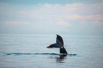 Vancouver Sunset Whale Watching Adventure with Free Photos