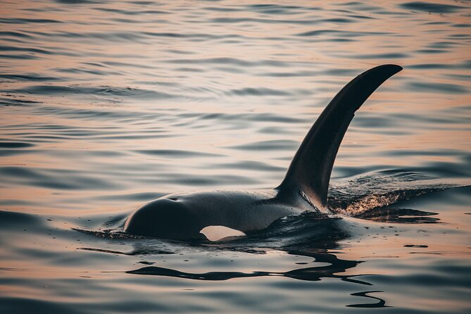 Vancouver Sunset Whale Watching Adventure with Free Photos - Why the free photo package matters