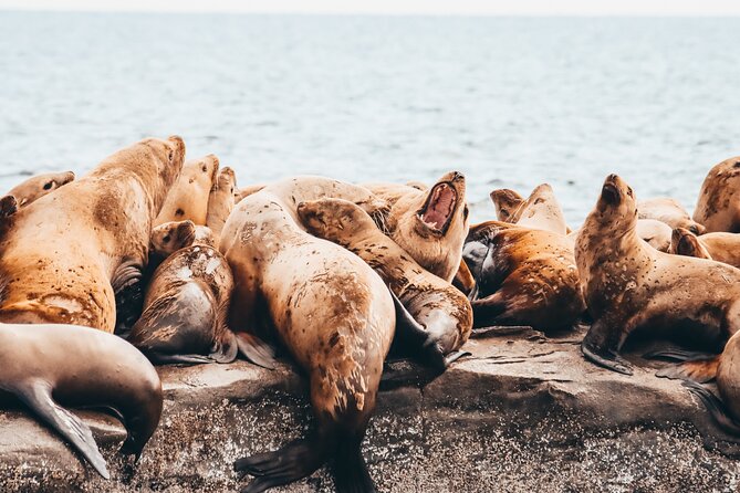 Vancouver Sunset Whale Watching Adventure with Free Photos - What $193.19 buys you