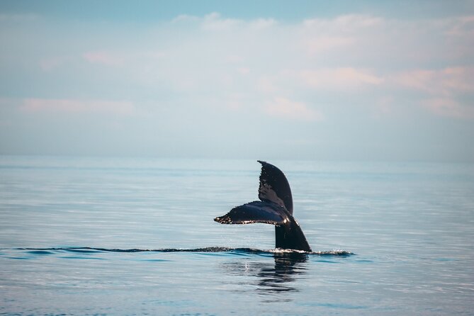 Vancouver Sunset Whale Watching Adventure with Free Photos - The ride out is part of the experience