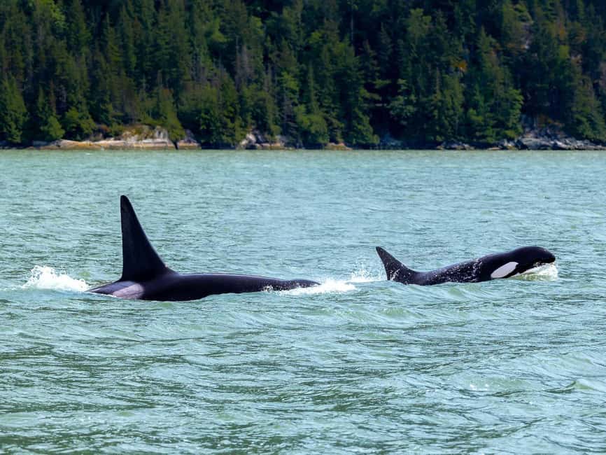 Vancouver UNESCO Biosphere Reserve Wildlife Scenic Boat Tour - How the return to Horseshoe Bay works
