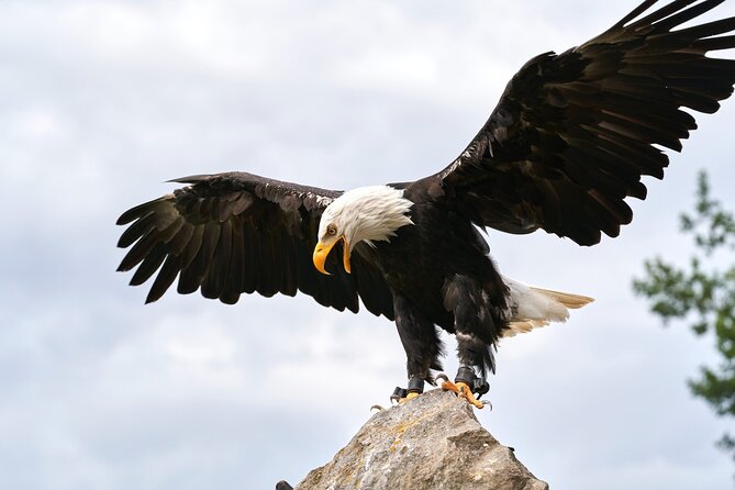 Vancouver UNESCO Biosphere Reserve Wildlife Scenic Boat Tour - Who will enjoy this tour most?