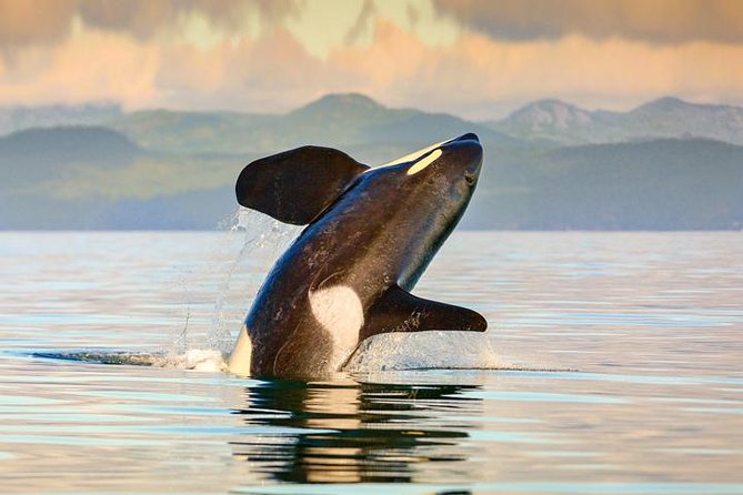 Vancouver-Victoria Day Trip by Seaplane + Whale Watching by Boat - Three hours searching the Salish Sea