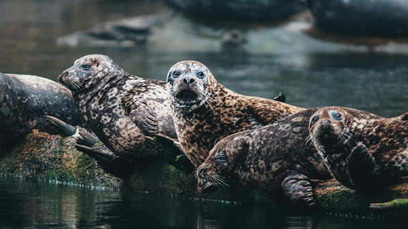 Vancouver: Waterfront Sightseeing Tour - City and Nature - Is $80 a fair price?